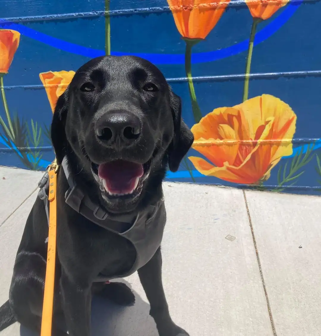 Black lab in front of a poppy mural in San Francisco