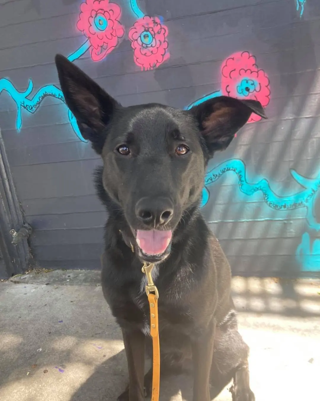 Black German Shepherd by a pink flower mural
