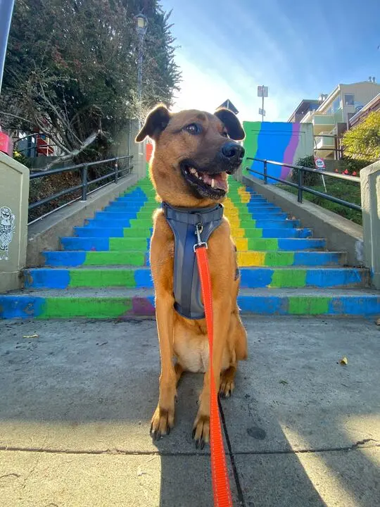 Shepherd mix at rainbow painted stairs
