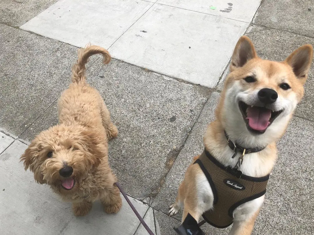 Goldendoodle and Shiba Inu smiling together
