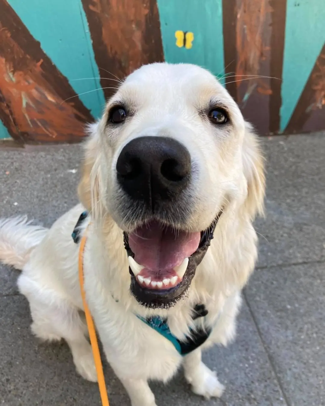 Golden retriever close-up by a colorful mural