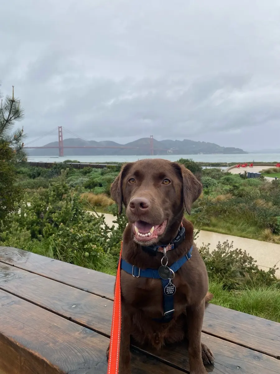 Chocolate lab with the Golden Gate Bridge
