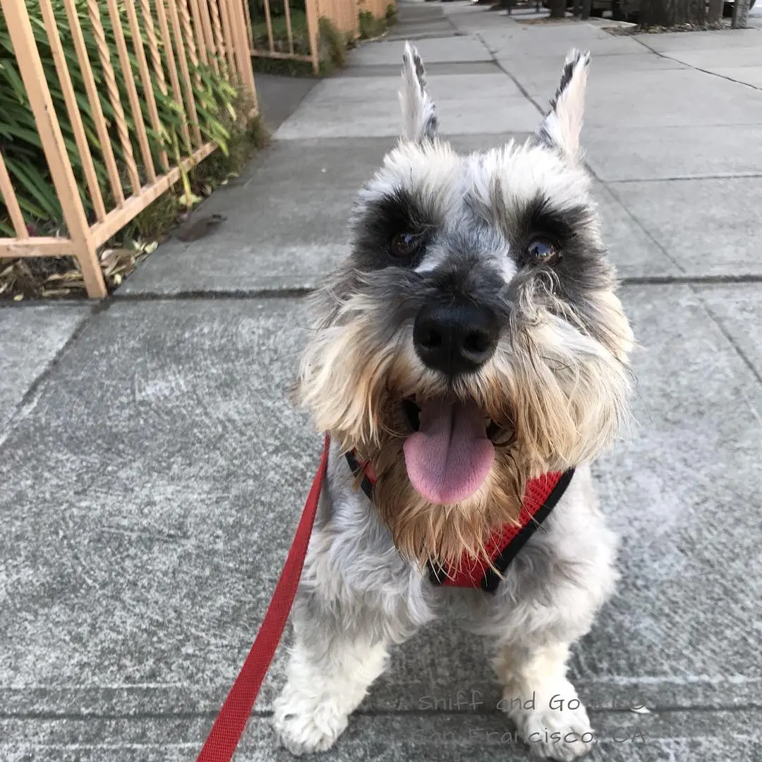Schnauzer smiling on a sidewalk walk