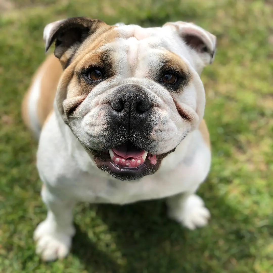 English bulldog looking up happily in a park