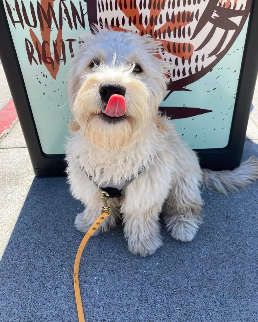 Westie licking its nose by street art